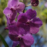 Orchideen Ausstellung in der Orangerie Elfenau 024.jpg